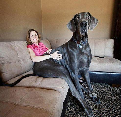 495x480, 38 Kb / женщина, диван, собака