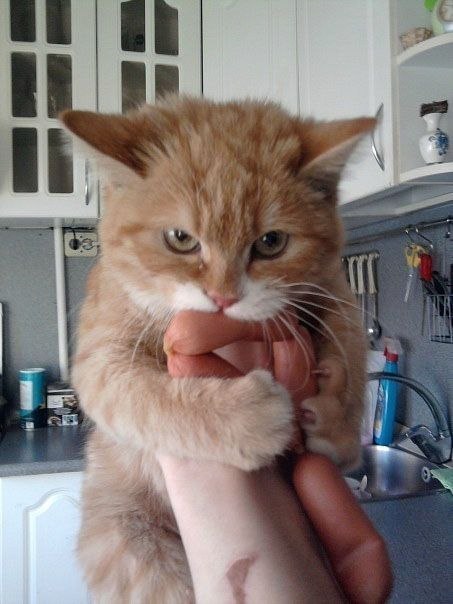 453x604, 50 Kb / кот, рыжий, сосиски