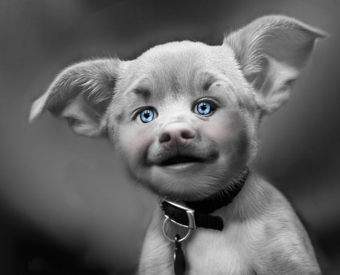 700x567, 41 Kb / свинья, собака, глаза