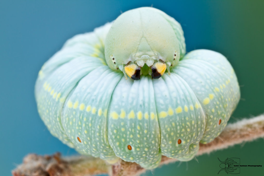 1024x683, 96 Kb / гусеница