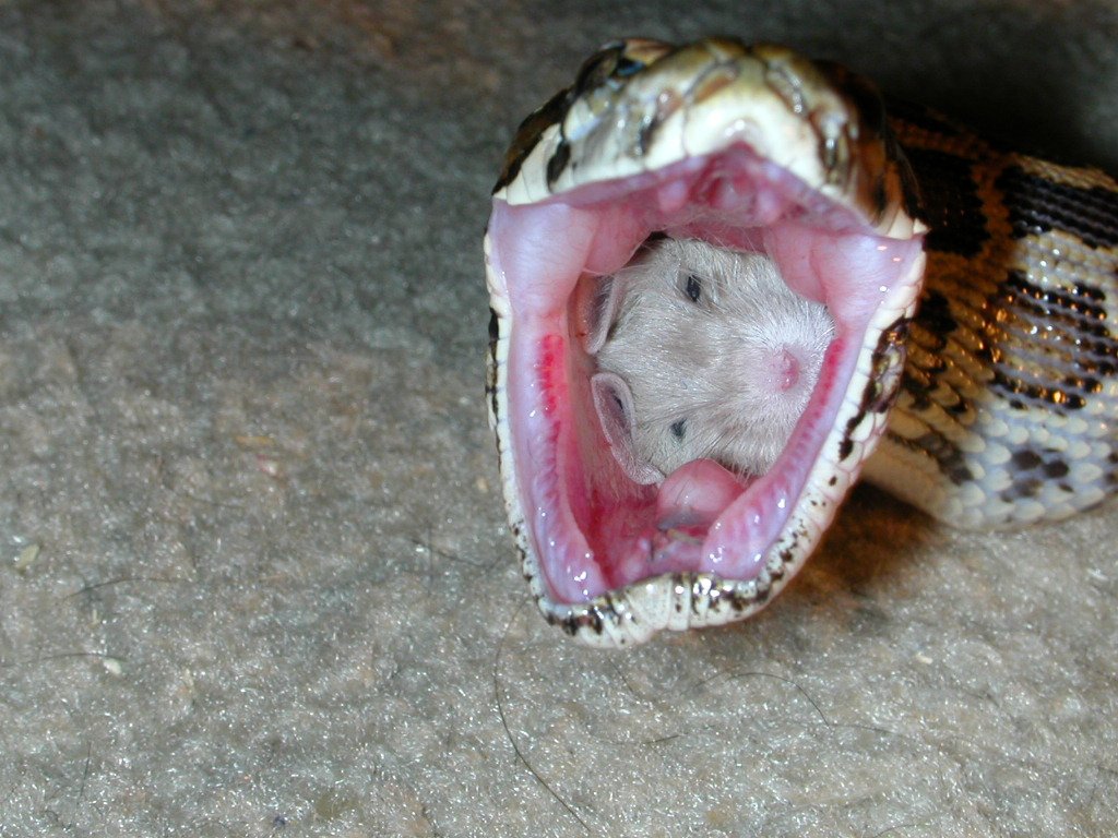 1024x768, 168 Kb / удав, мышь, пасть, крыса, змея