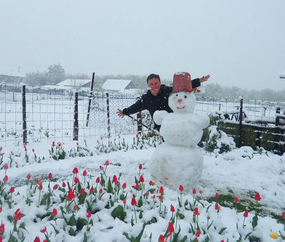 564x480, 64 Kb / снеговик, тюльпаны, 11 мая