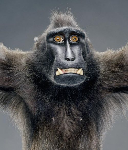 500x584, 59 Kb / обезьяна