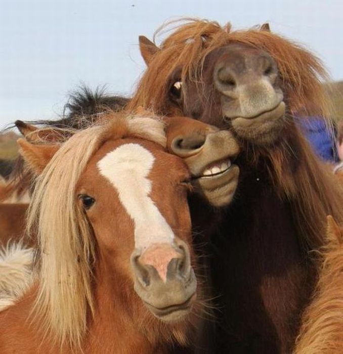 678x700, 71 Kb / лошадь, конь, кони