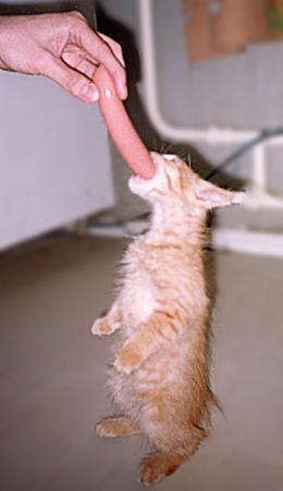 260x450, 12 Kb / кот, сосиска