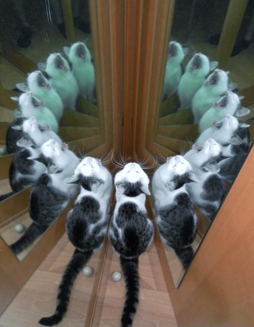 500x644, 36 Kb / котэ, зеркало