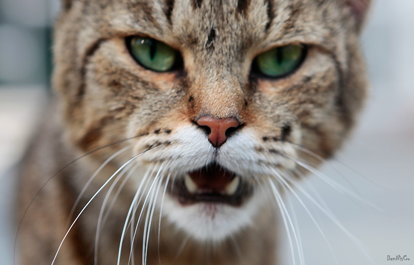 850x544, 146 Kb / котэ, усы, зубы