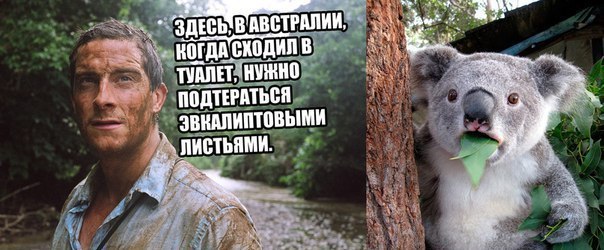 604x250, 53 Kb / Австралия, Эвкалипт, коала, вахуе