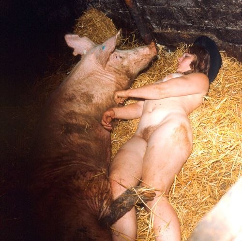 500x496, 55 Kb / свинья, сено, зоофилия