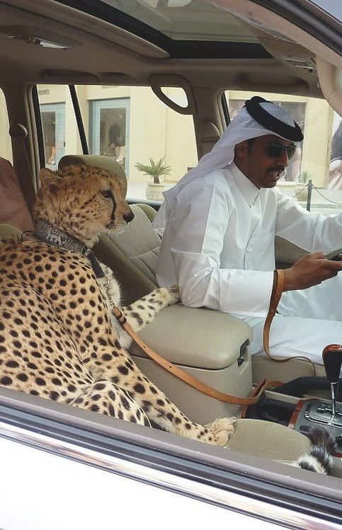 483x749, 145 Kb / гепард, лексус, шейх, животное