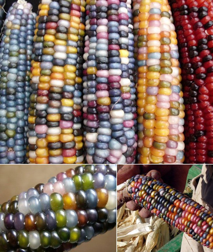 732x864, 216 Kb / кукуруза, початок