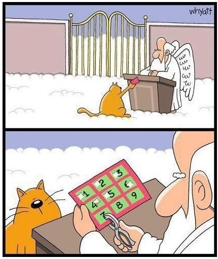 428x508, 98 Kb / кот, рай, талон, жизни