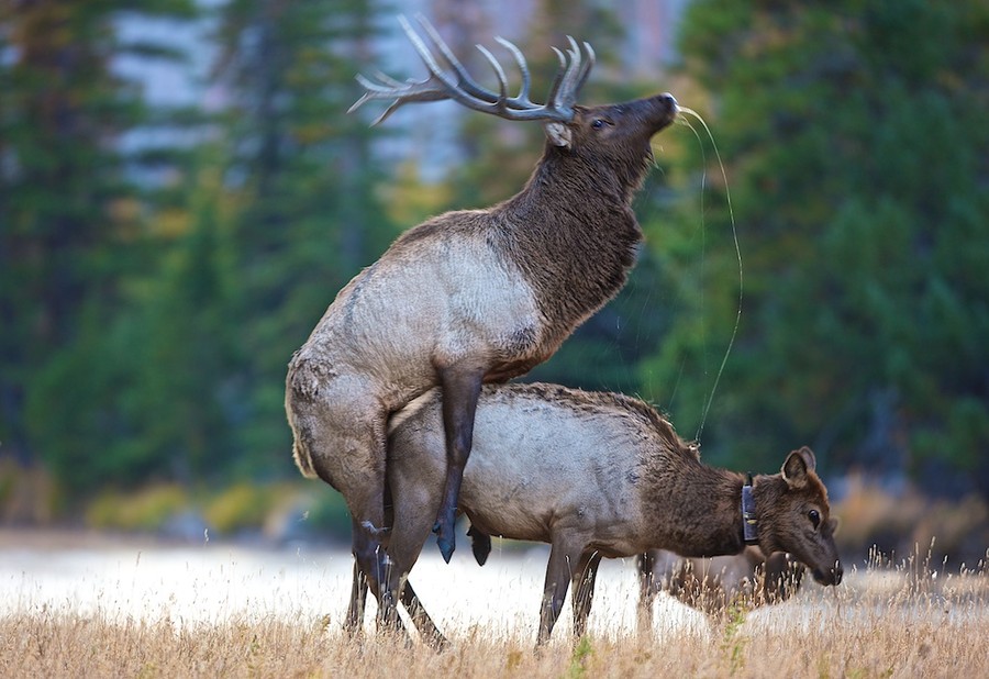 900x618, 133 Kb / олени