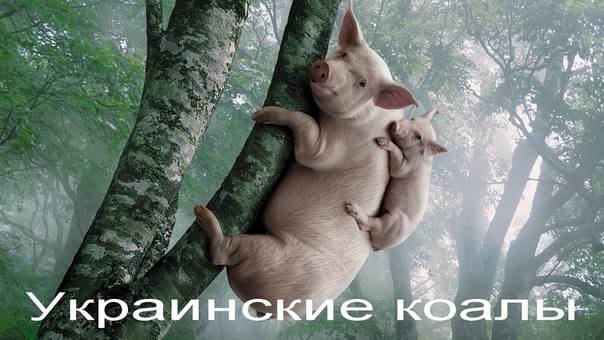 604x340, 36 Kb / роща, берёза, свинья, поросёнок, на дереве