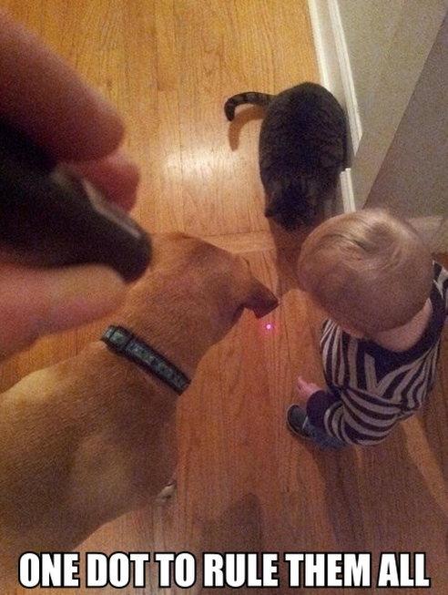 492x653, 218 Kb / кошка, собака, лазер, точка