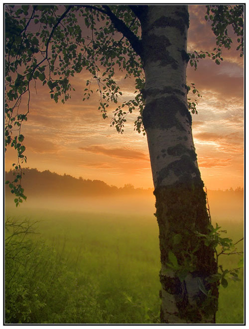 500x660, 98 Kb / берёза, поле, небо, туман