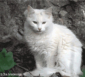 280x253, 148 Kb / кот, сковорода