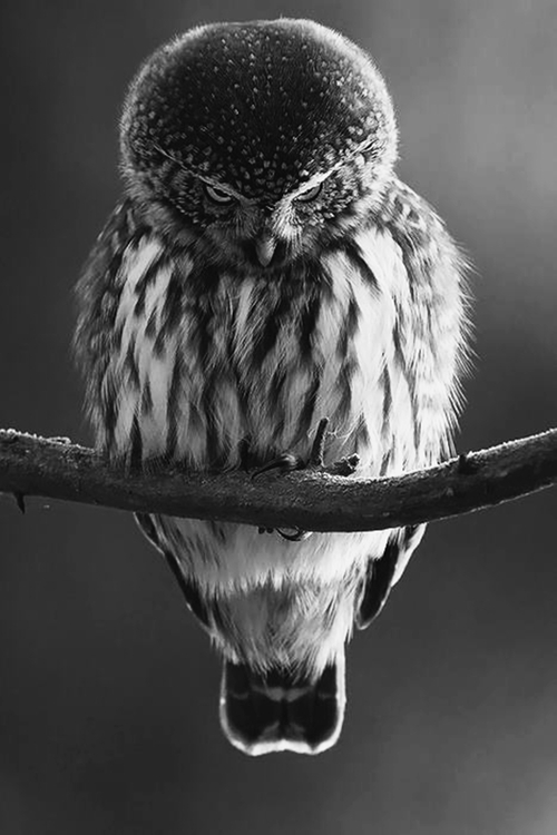 500x750, 159 Kb / сова, филин, ветка, ч/б, взгляд