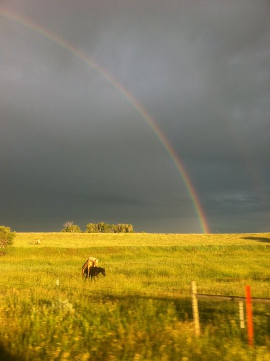 538x720, 57 Kb / кони, радуга, ебутся, поле