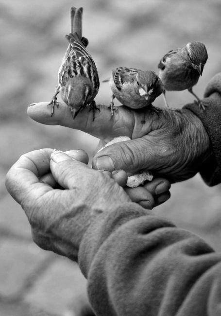 455x650, 35 Kb / руки, птицы