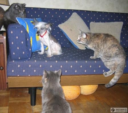 450x396, 33 Kb / собака, коты, пиздец