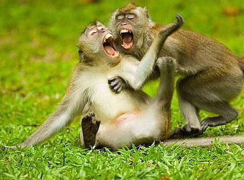 492x364, 44 Kb / трава, мартышки, обезьяны, крик, песня, пение, валера