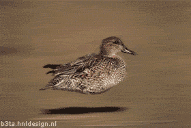 280x187, 247 Kb / утка, камень, кровь, гиф