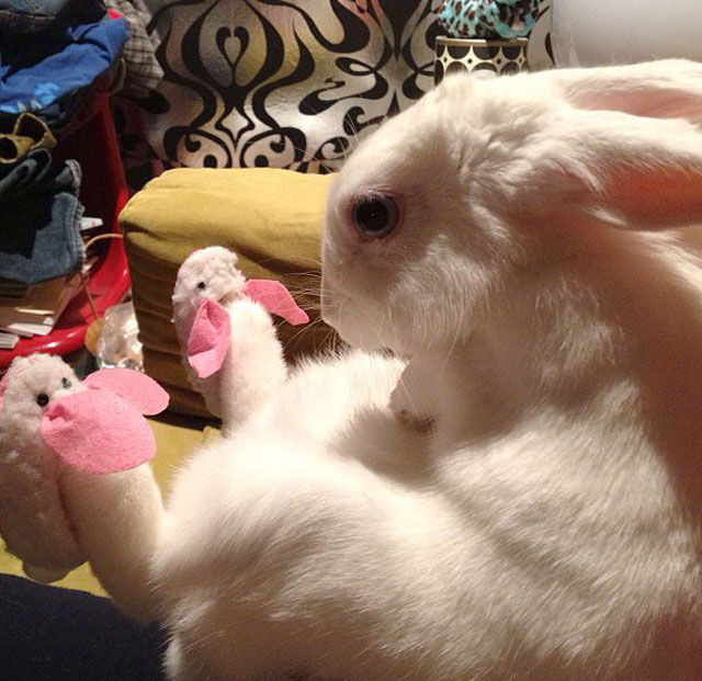 640x621, 114 Kb / кролик, тапки