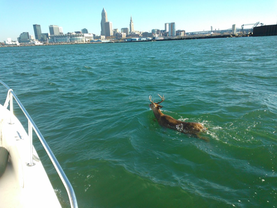 960x720, 143 Kb / олень, вода, небоскребы, город, катер