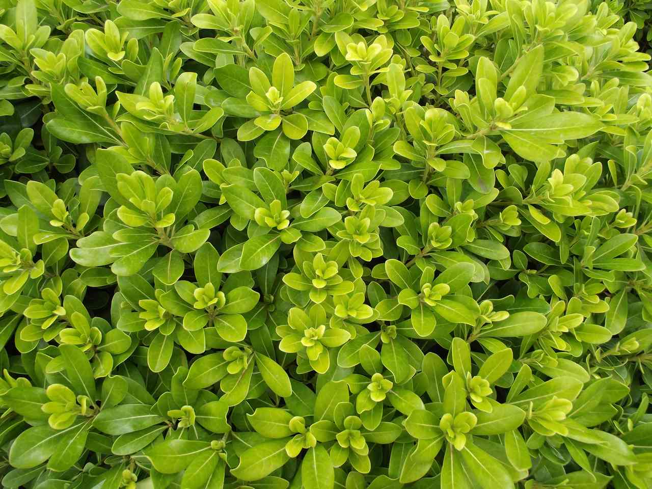 1280x960, 161 Kb / куст, зелень