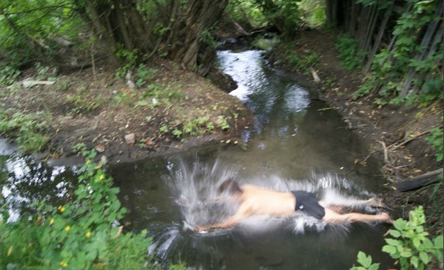 641x390, 103 Kb / вода, брызги, упал, шорты, забор, дерево, зелень