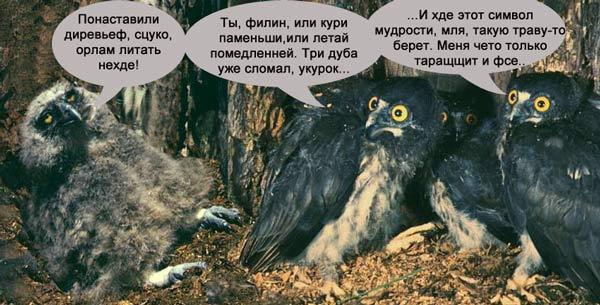 600x305, 51 Kb / филин, совы