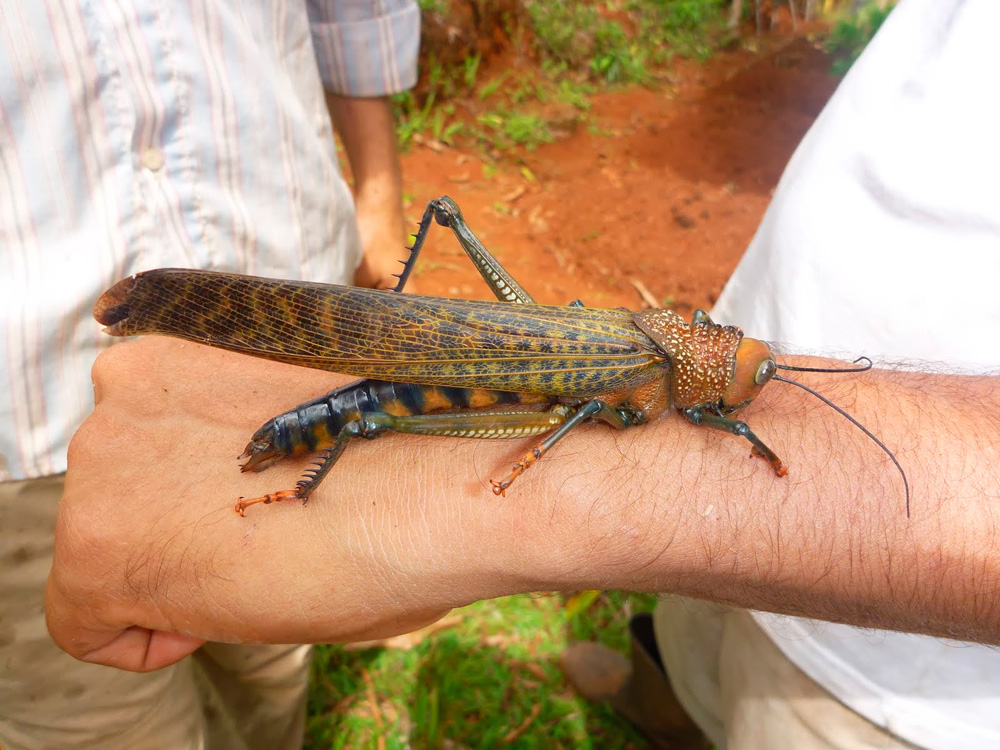 1000x750, 254 Kb / кузнечик, саранча, гигант, рука