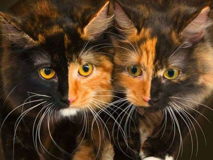 750x562, 81 Kb / кошки, зеркало, красотки