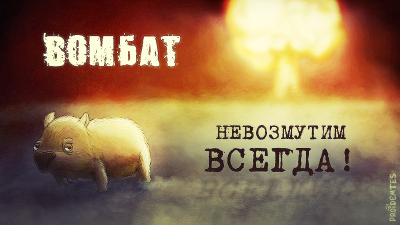 800x450, 159 Kb / вомбат, невозмутимость, ядерный взрыв