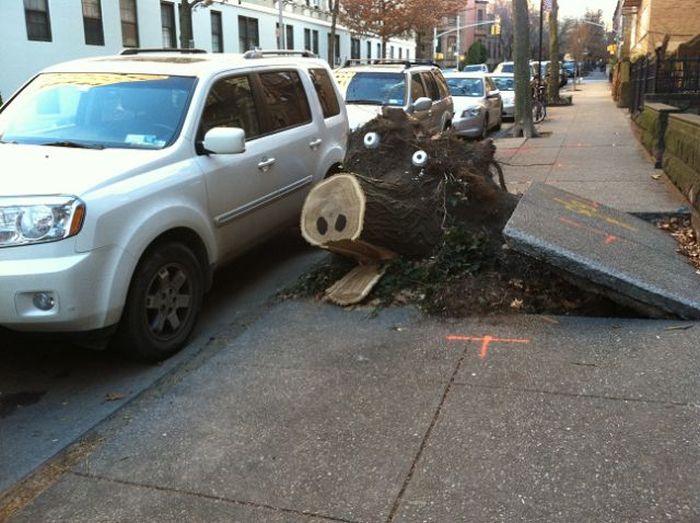 700x523, 72 Kb / пень, свинище