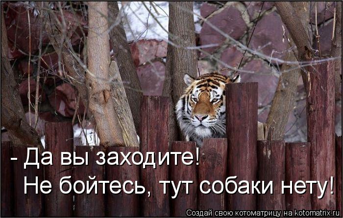 700x446, 72 Kb / забор, тигр