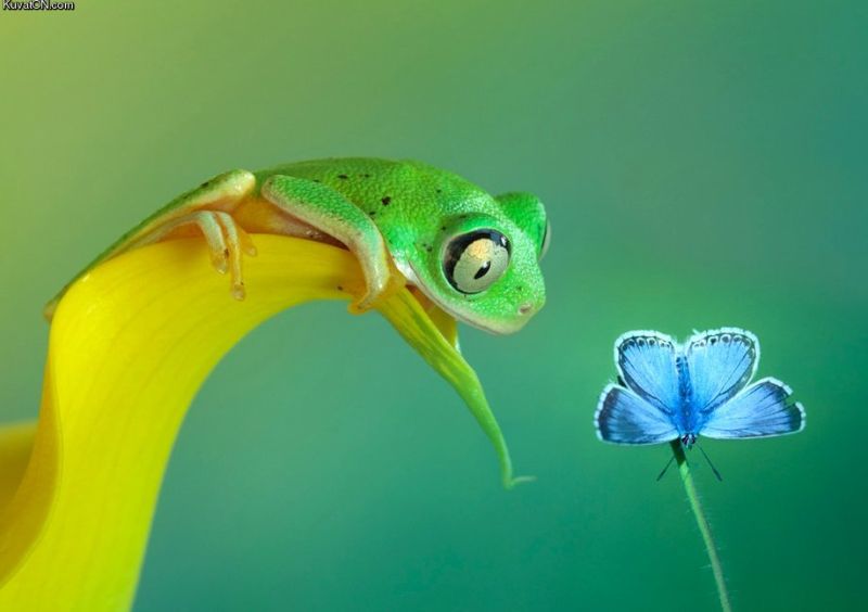 800x564, 42 Kb / геккон, бабочка, лист