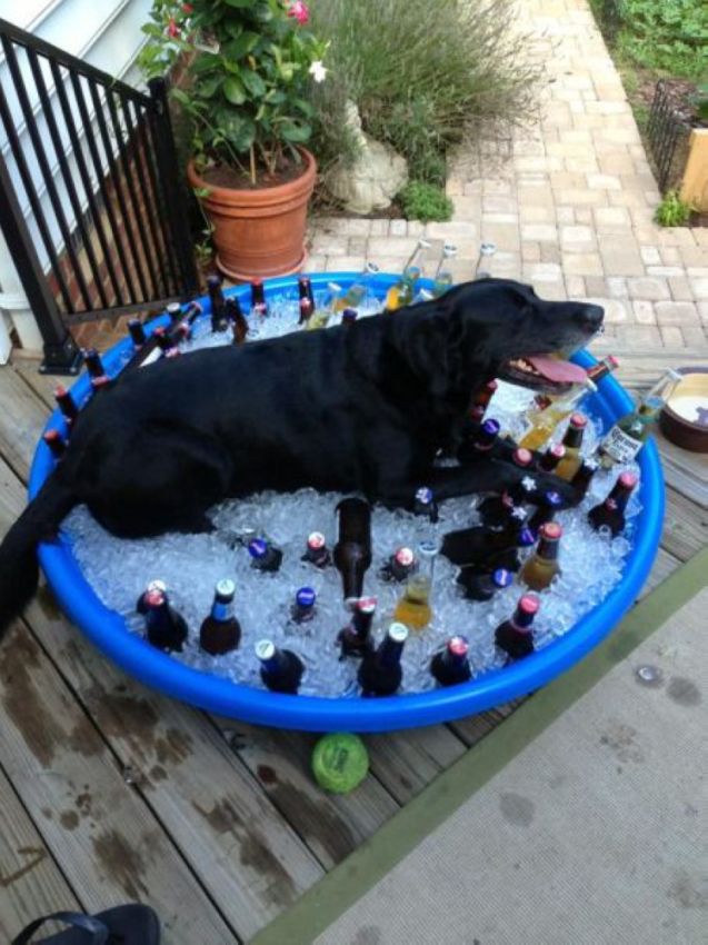 637x850, 99 Kb / собака, пиво, лёд, таз