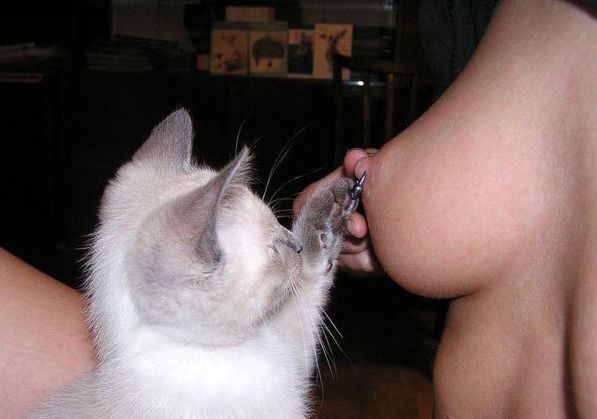 597x419, 32 Kb / котёнок, сосок, пирсинг