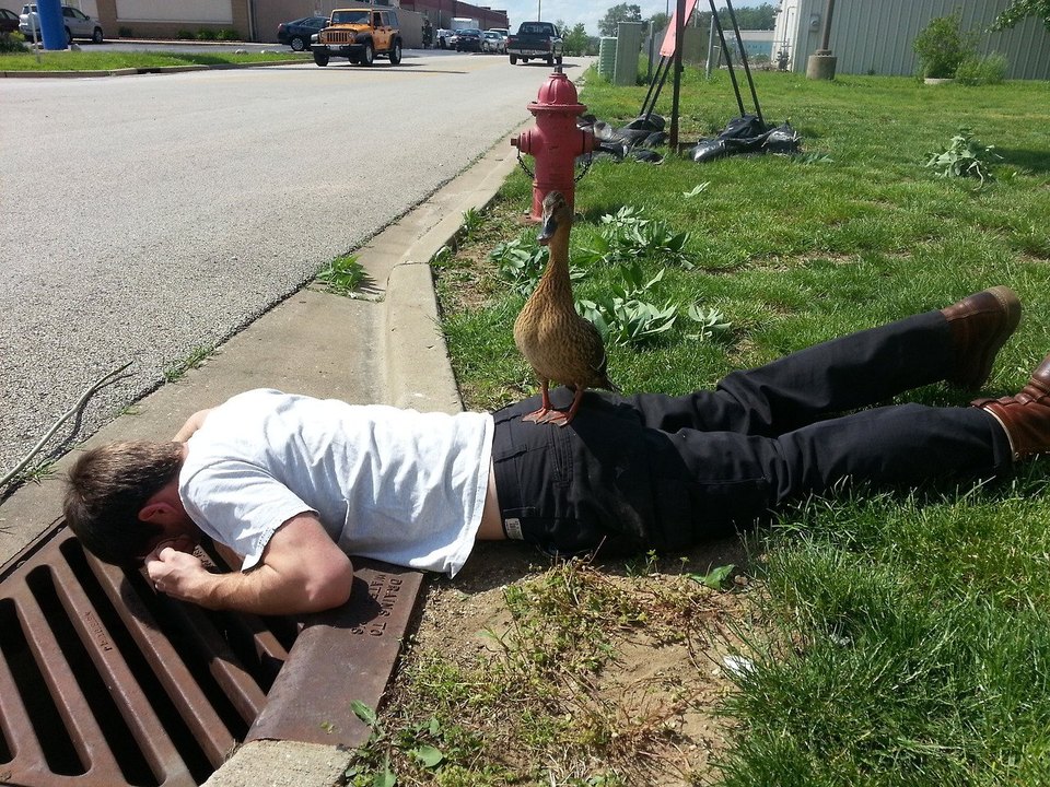 960x720, 258 Kb / утка, понедельник