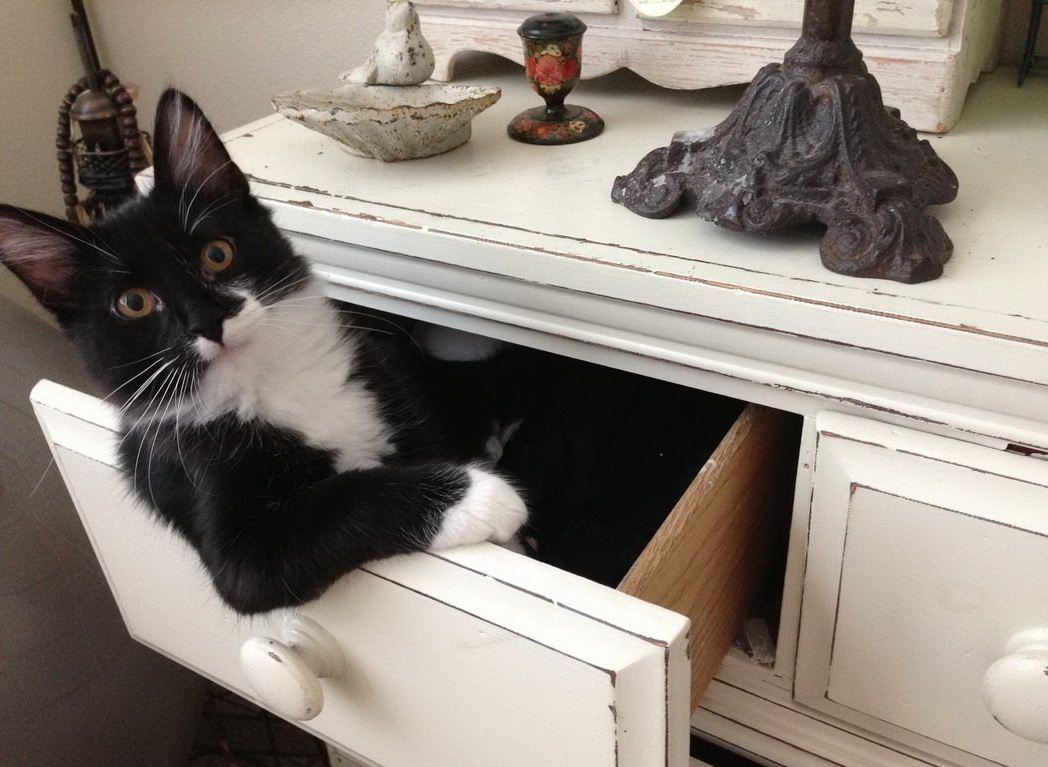 1048x767, 219 Kb / кот, ящик, поза