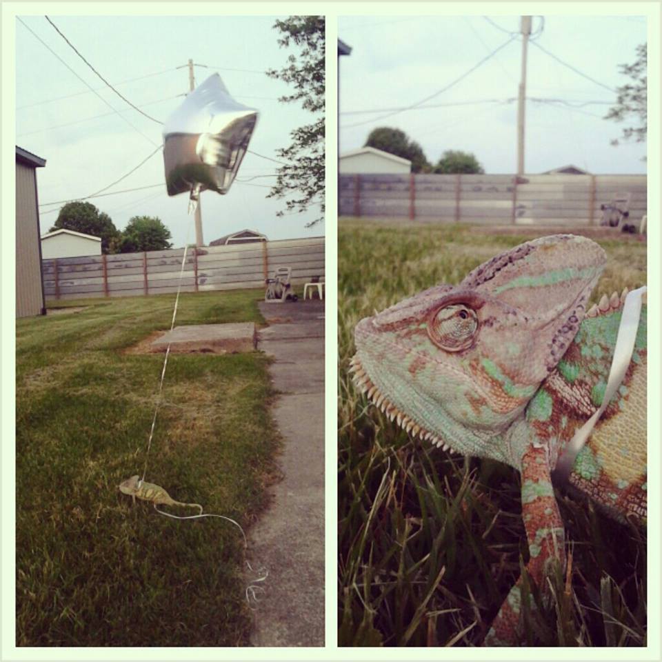 960x960, 114 Kb / хамелеон, шарик, гелий, подарочек