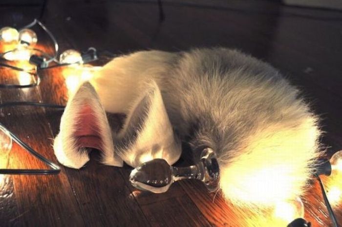 700x464, 45 Kb / затычка, лисьи ухи