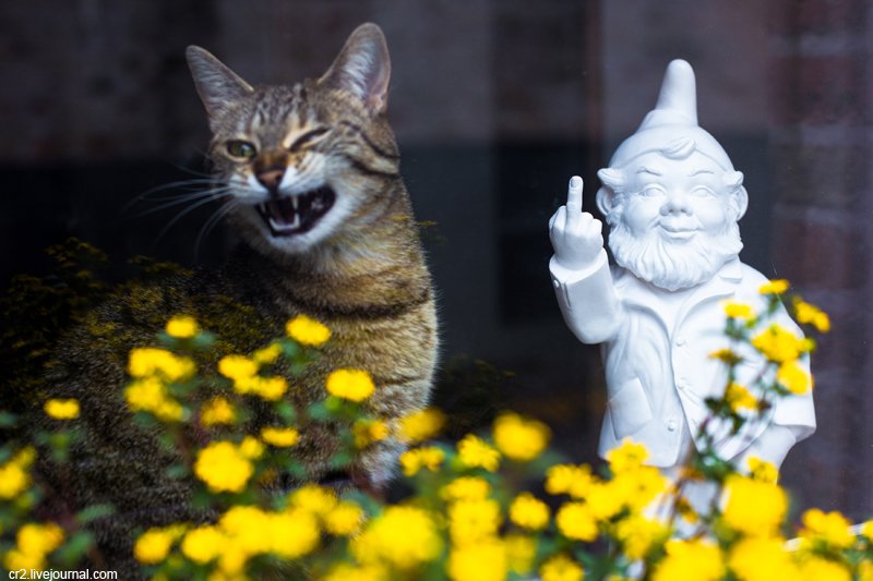 800x533, 68 Kb / котэ, гном, цветы, fuck