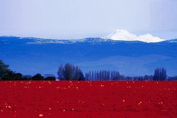 604x403, 42 Kb / флаг, пейзаж, Россия