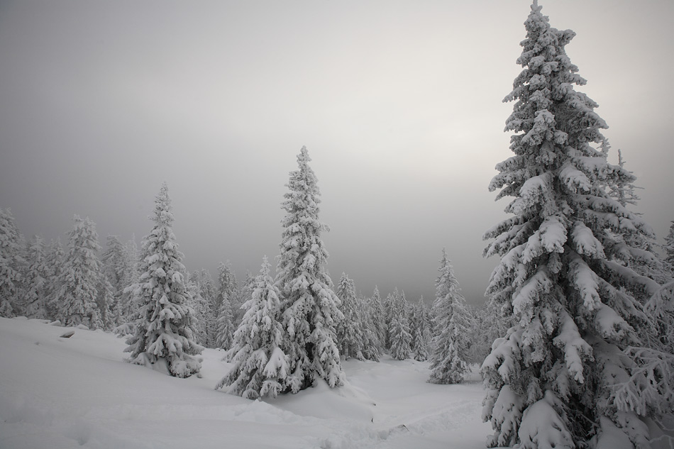 950x633, 144 Kb / зима, ель, снег, елки