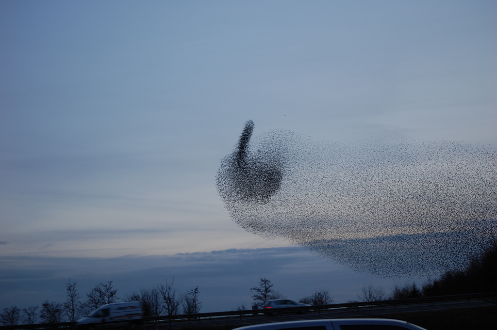 1024x681, 233 Kb / рой, фак