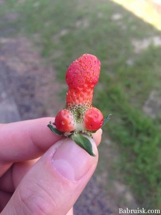 525x700, 55 Kb / клубничка