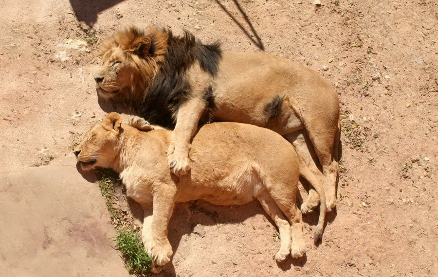 900x570, 263 Kb / лев, львица, отдых, сон